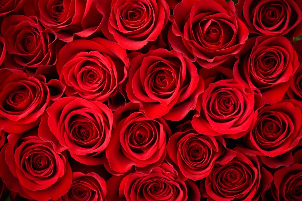 Bodas de Sangre