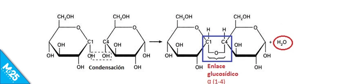 Enlace O-glucosídico