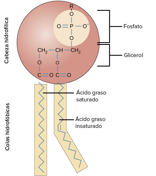 Fosfolípido