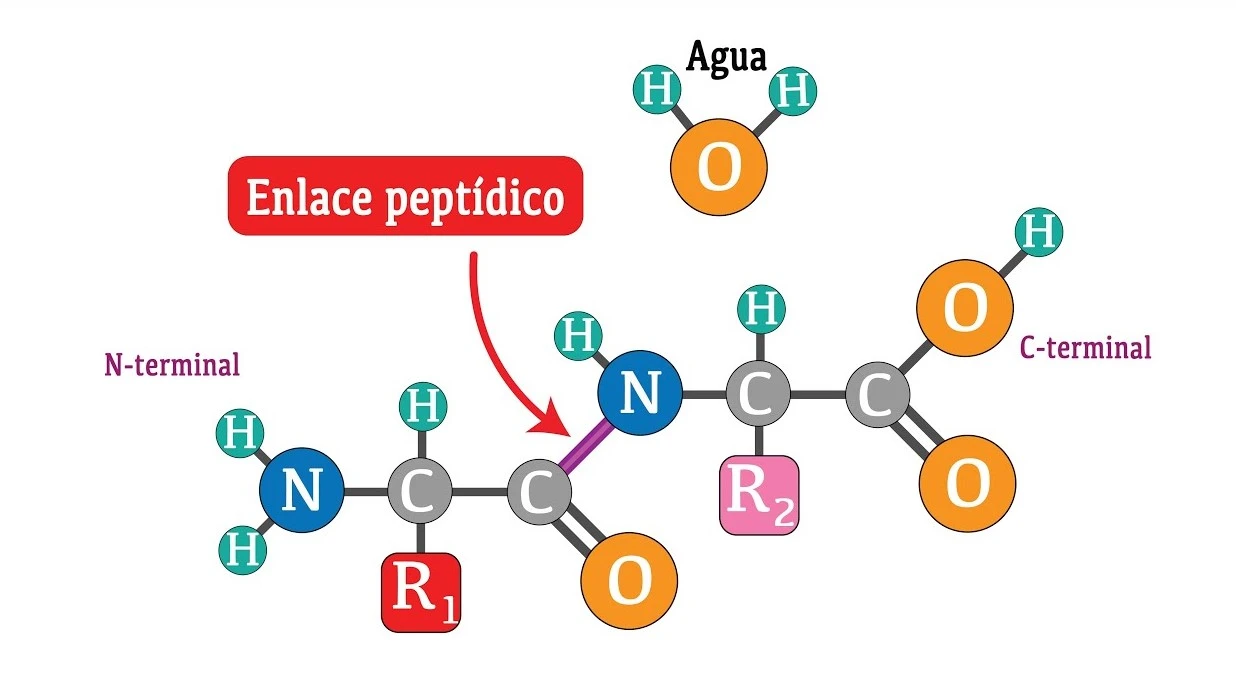 Enlace peptídico